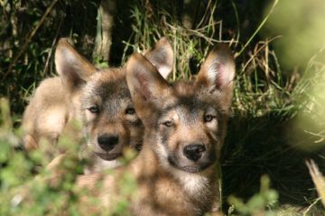 Les loups du gévaudan